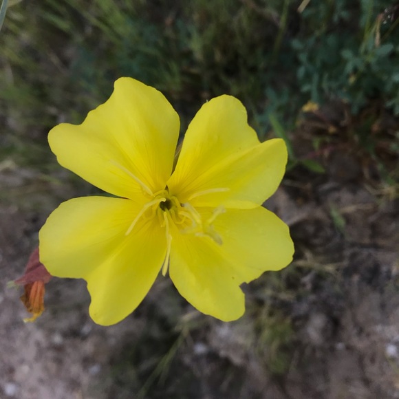 Meet your Posher, L - Picture 1 of 1